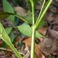 Crossandra infundibuliformis subsp. arida L.H.Cramer